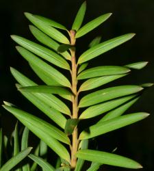 Image: P.B. Heenan © Landcare Research 2014 